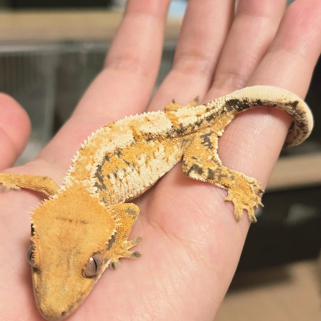 익스트림할리퀸 트라이 옐로우