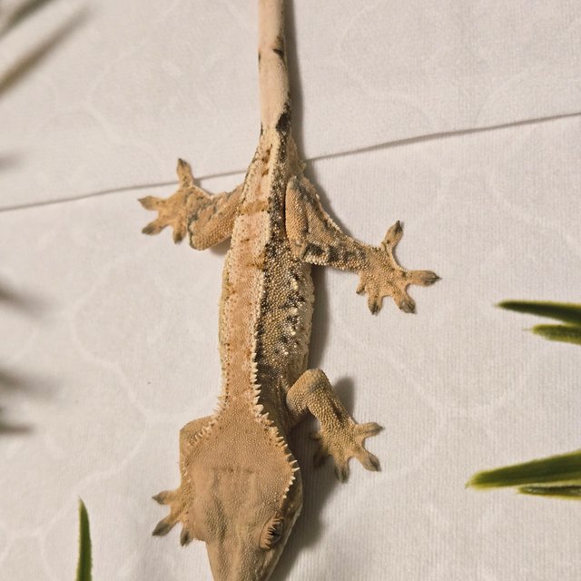 익스트림할리퀸 트라이 옐로우