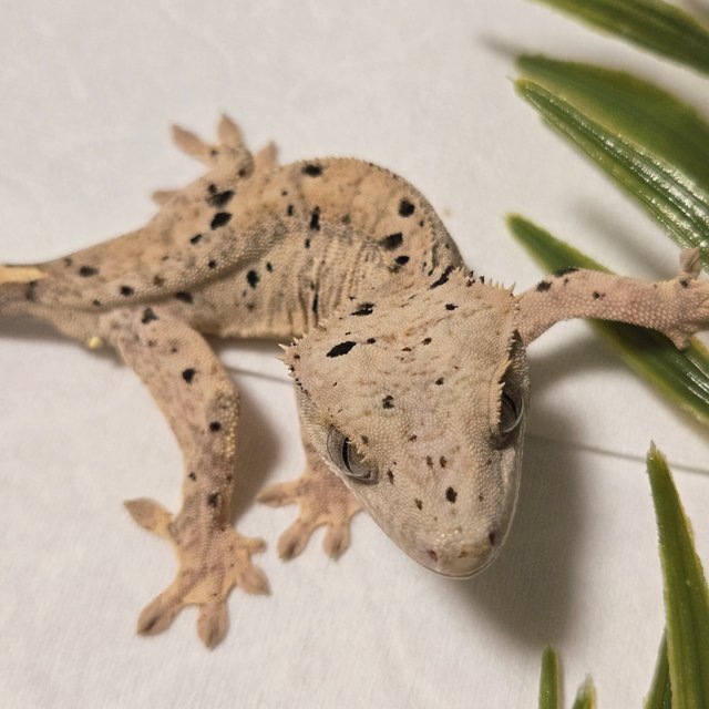 슈퍼달마시안 달마시안 화이트