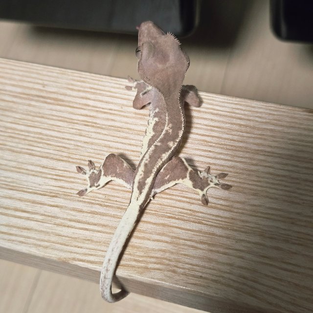 팬텀 프라푸치노 레드