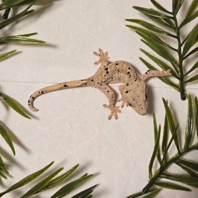 슈퍼달마시안 달마시안