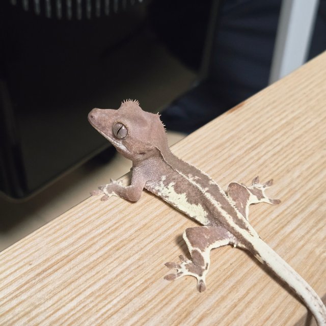 팬텀 프라푸치노 레드