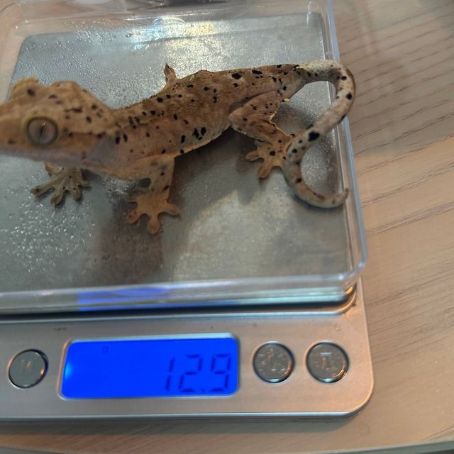 슈퍼달마시안
