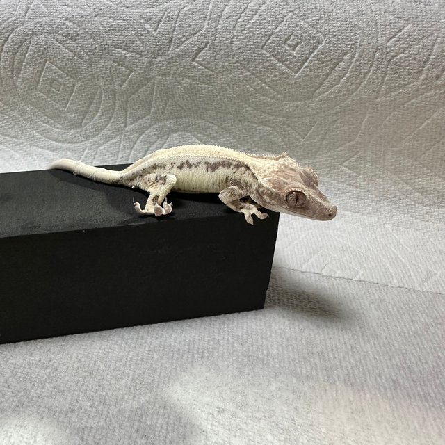 프라푸치노 풀핀 화이트크라운 화이트스팟 화이트핀 화이트