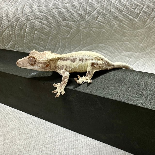 프라푸치노 풀핀 화이트크라운 화이트스팟 화이트핀 화이트