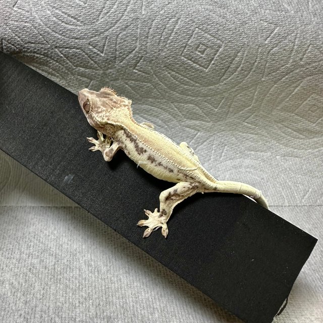 프라푸치노 풀핀 화이트크라운 화이트스팟 화이트핀 화이트