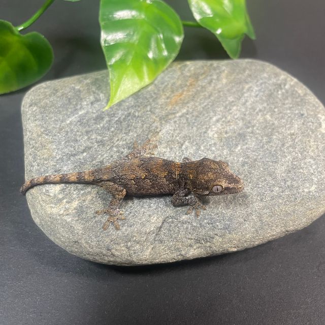 스켈레톤