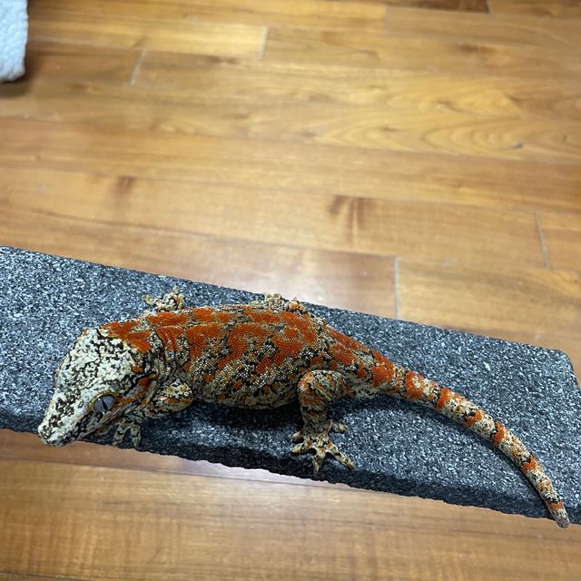 스켈레톤