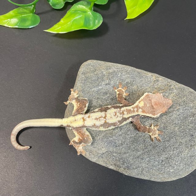 프라푸치노