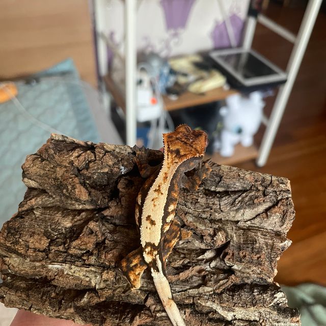 세이블
