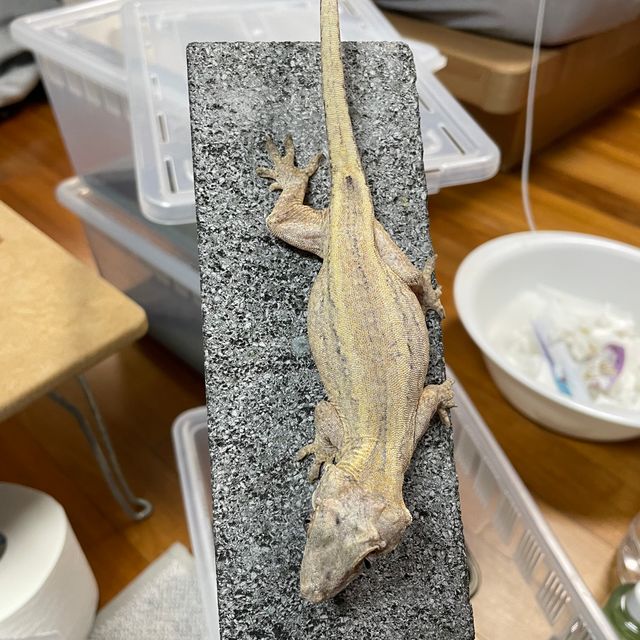 스트라이프