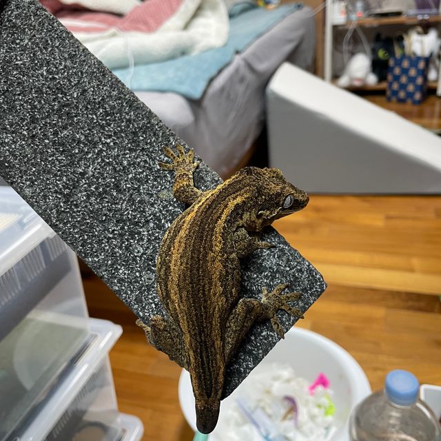 스트라이프
