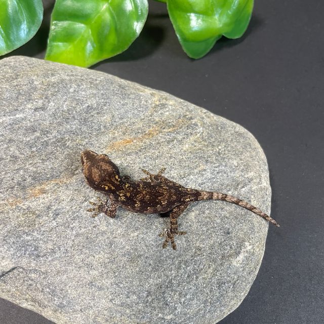 블로치드