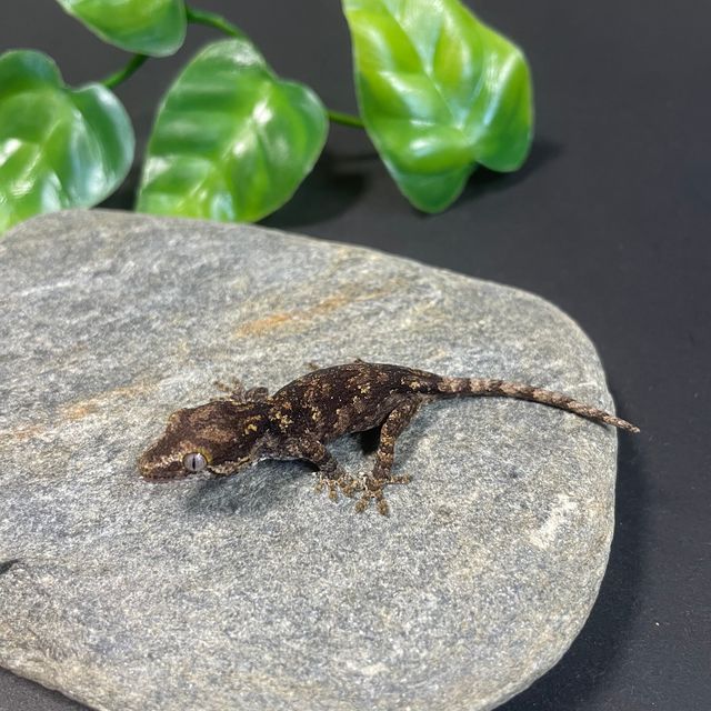 블로치드