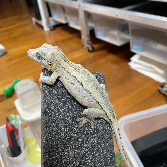 스트라이프