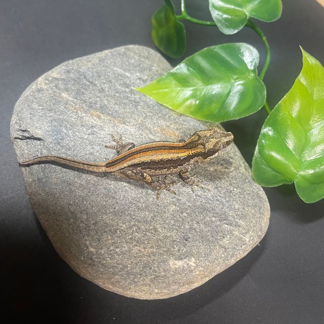 스트라이프