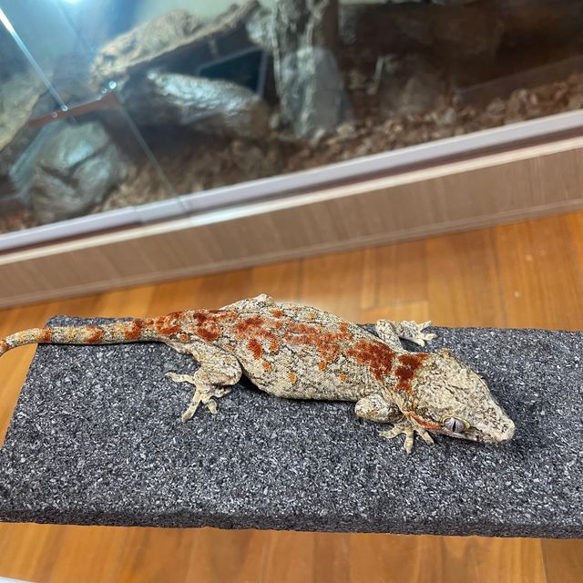 스켈레톤