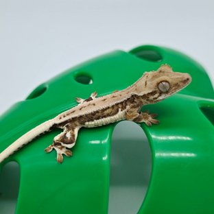 릴리화이트 크림 크림시클