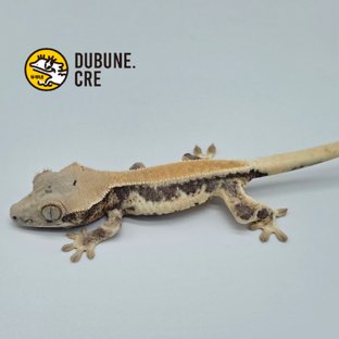 릴리화이트 솔리드백 풀핀 드리피