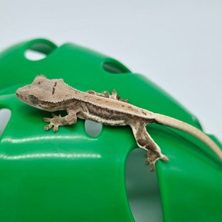 릴리화이트 크림 크림시클