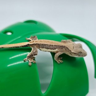 릴리화이트 크림 크림시클