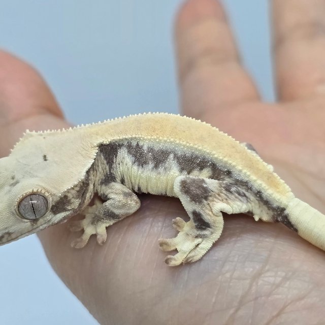 릴리화이트 드리피 화이트스팟 솔리드백