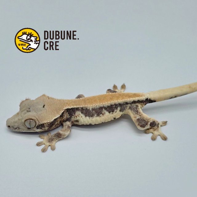 릴리화이트 솔리드백 풀핀 드리피