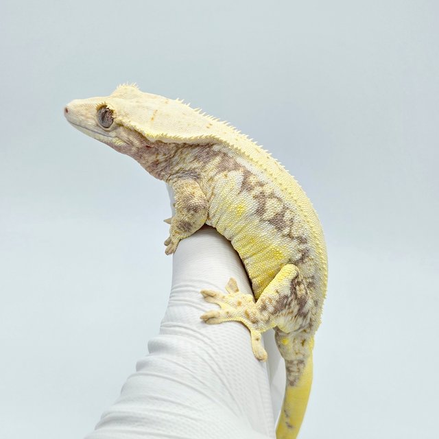 릴리화이트 드리피 화이트스팟 트라이