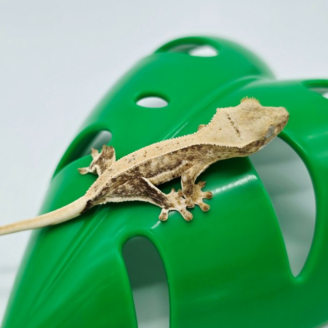 릴리화이트 크림 크림시클