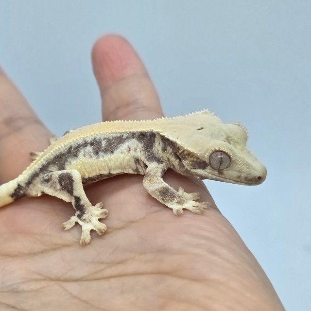 릴리화이트 드리피 화이트스팟 솔리드백