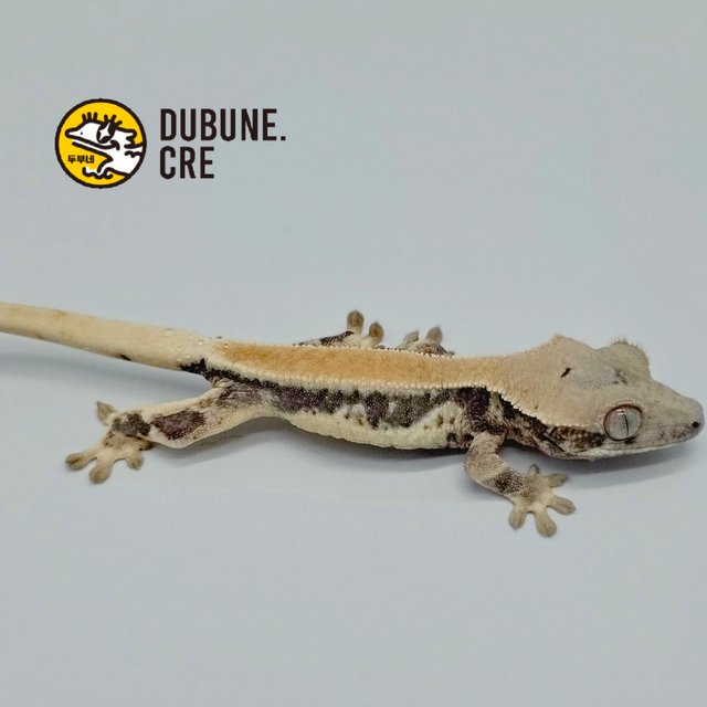 릴리화이트 솔리드백 풀핀 드리피