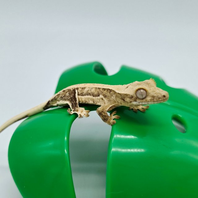 릴리화이트 크림 크림시클