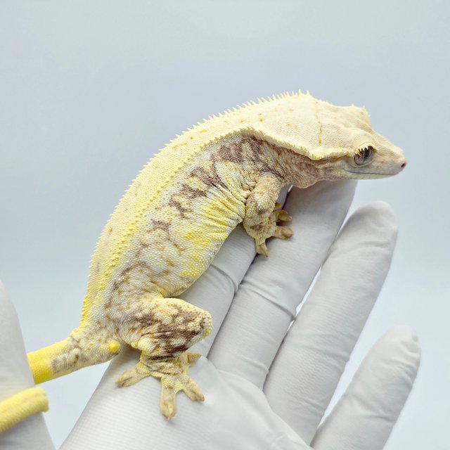 릴리화이트 드리피 화이트스팟 트라이