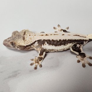 릴리100%헷아잔틱