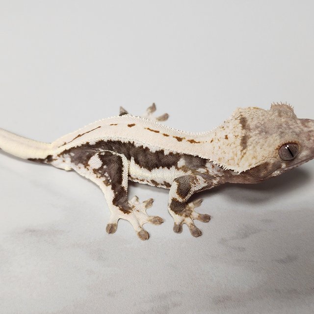 릴리100%헷아잔틱