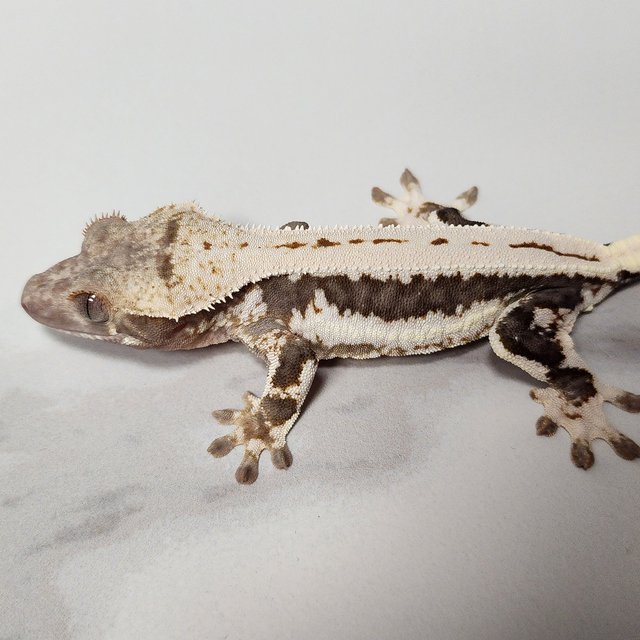 릴리100%헷아잔틱