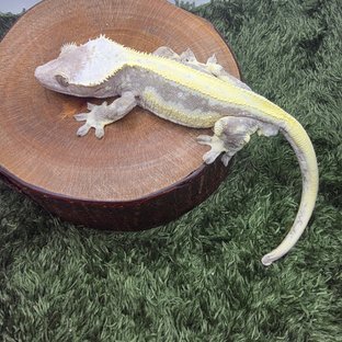 릴잔틱 (부)