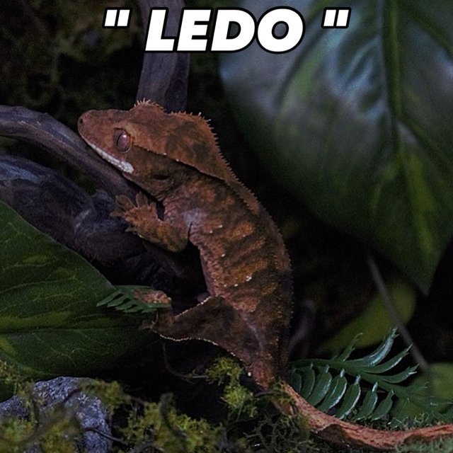 다크 타이거 화이트포트홀