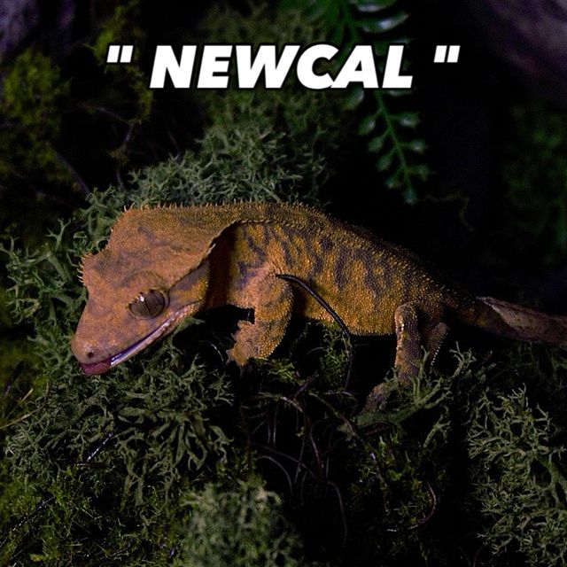 다크 텐저린 타이거