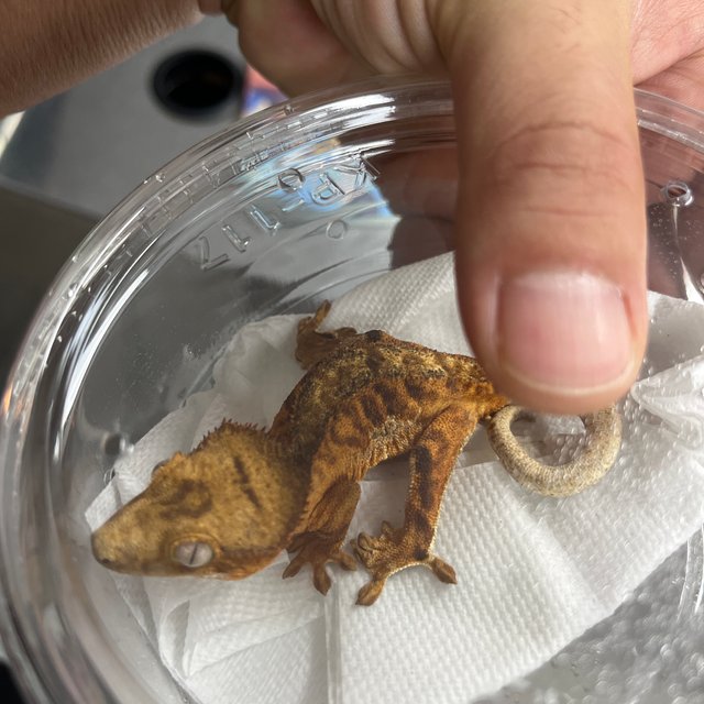 타이거 팬텀 릴리화이트