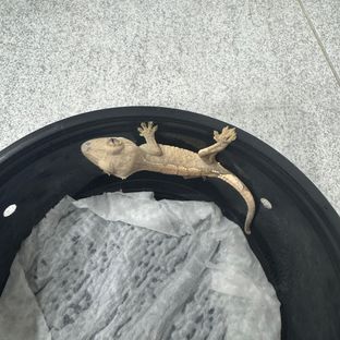 세이블