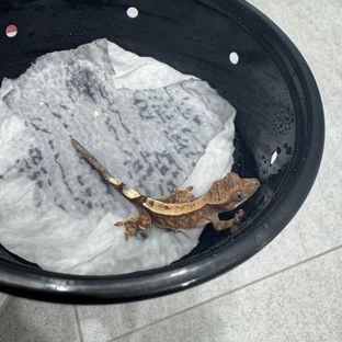 세이블