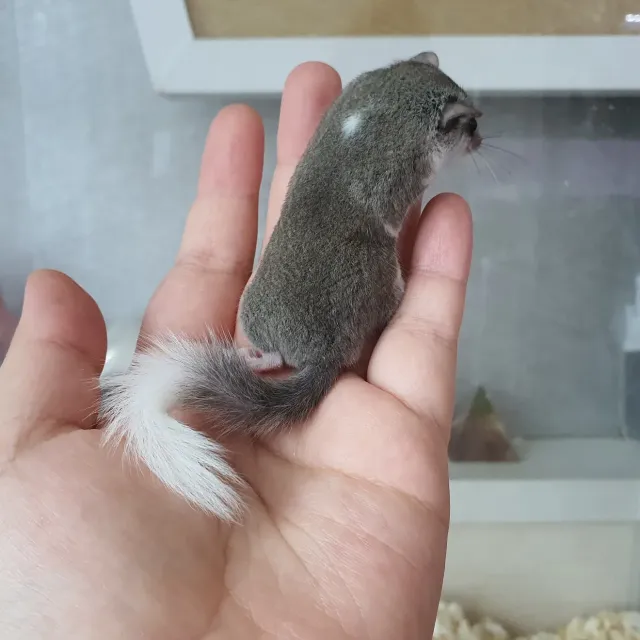 링테일 노말 파이드