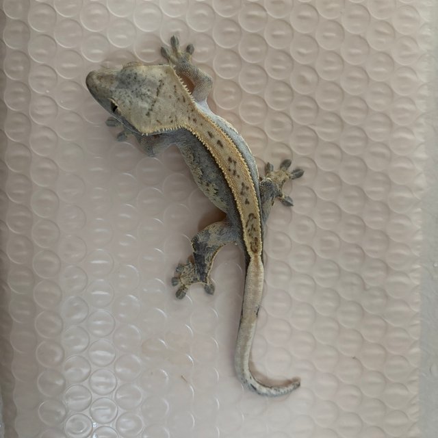 100%헷아잔틱 트라이 풀핀