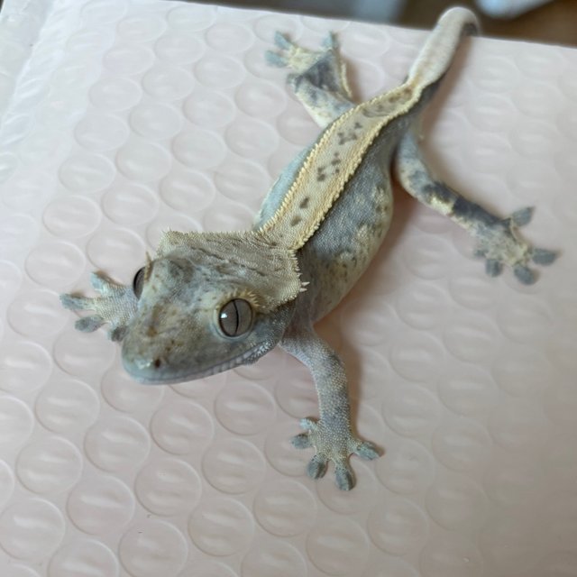 100%헷아잔틱 트라이 풀핀