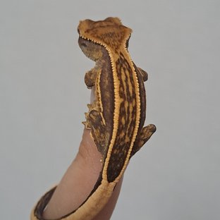 엠티백