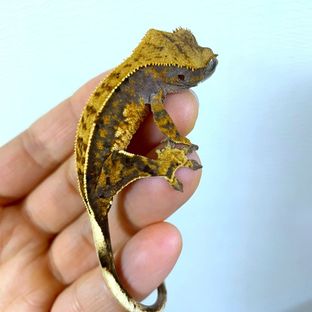 화멋