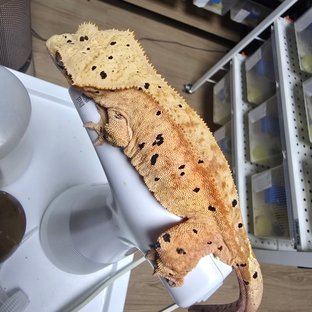 레드 슈퍼달마시안