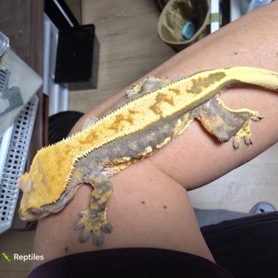 쿼드 핀스트라이프