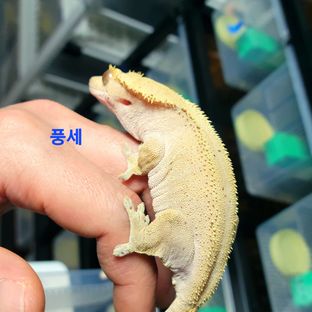 풍세